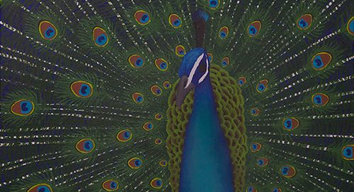 Colorful blue peacock close-up